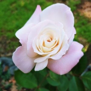 Meet your Posher, Jenniger